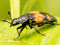 Nicrophorus vespilloides